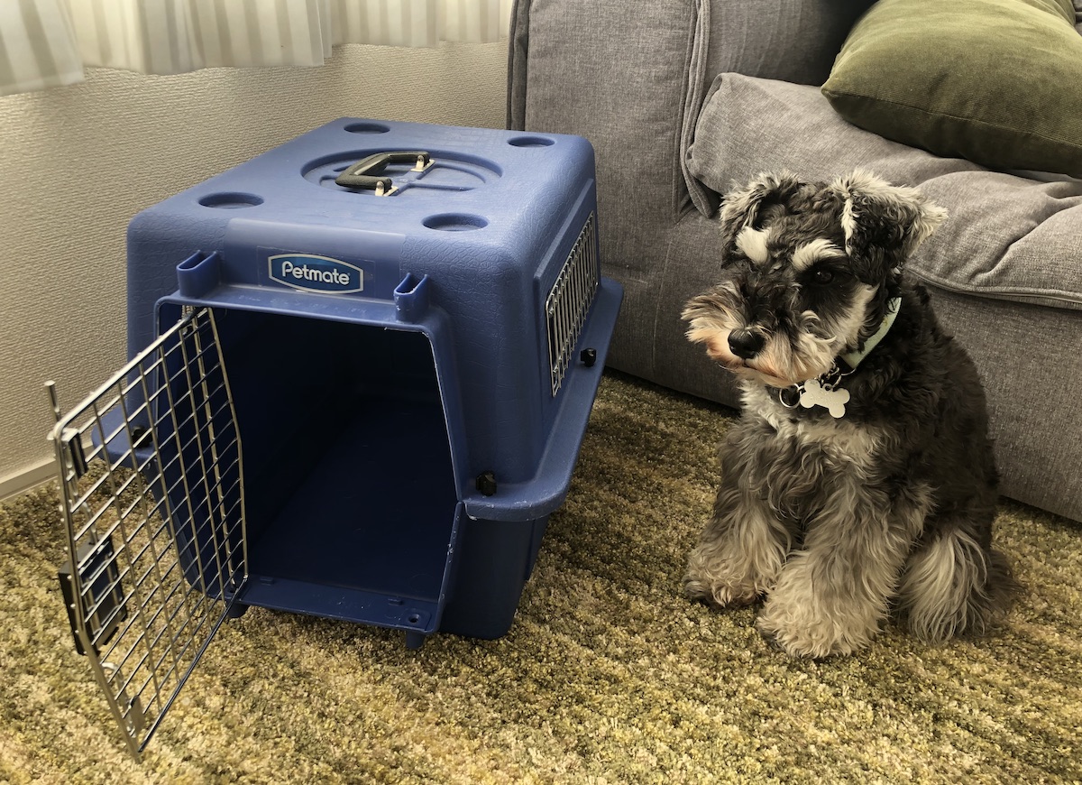 ミニチュア・シュナウザーを飼う前に準備が必要なアイテム ミニチュア・シュナウザーの上手な育て方