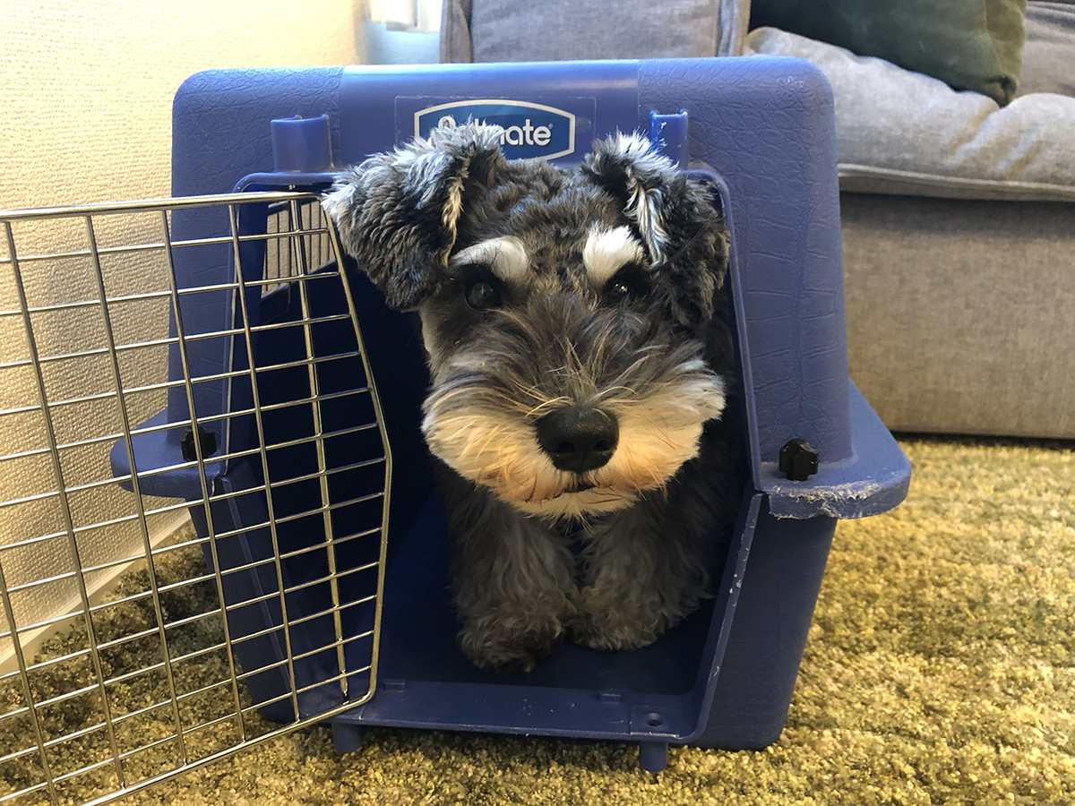 ミニチュア・シュナウザーのクレートトレーニングのしつけ方 ミニチュア・シュナウザーの上手な育て方